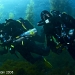  Silent through the kelp forests.jpg